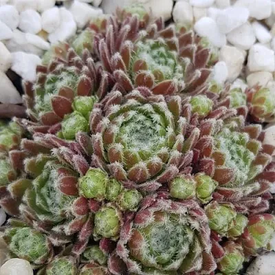 Молодило МОРКЕРС МЕРИТ в Москве