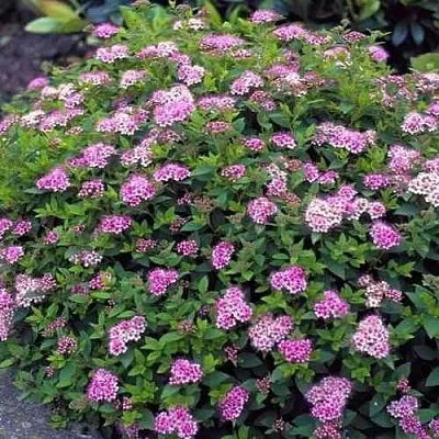 Спирея ЛИТЛ ПРИНЦЕСС японская  Спирея ЛИТЛ ПРИНЦЕСС японская в Москве