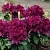 Рододендрон КАЛИ в Москве