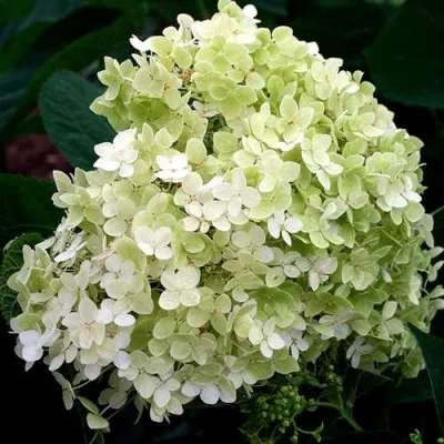 Гортензия СТЕРИЛИС древовидная  — описание сорта Гортензия СТЕРИЛИС древовидная  в Москве