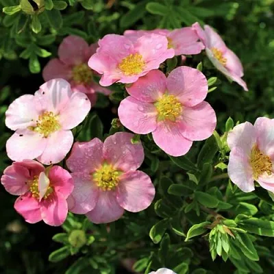 Лапчатка ЛАВЛИ ПИНК кустарниковая  Лапчатка ЛАВЛИ ПИНК кустарниковая в Москве