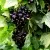Смородина чёрная БЕЛОРУССКАЯ СЛАДКАЯ в Москве