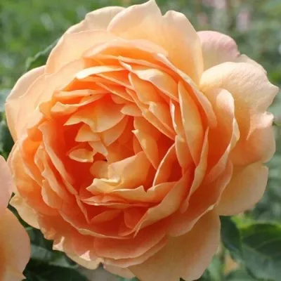 Саженцы роз ЛЕДИ ОФ ШАЛОТ английская — описание сорта Саженцы роз ЛЕДИ ОФ ШАЛОТ английская в Москве