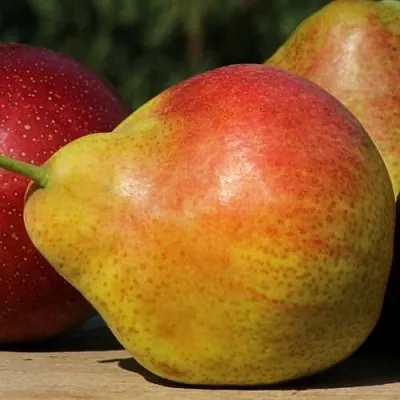 Груша ТАТЬЯНА  Груша ТАТЬЯНА в Москве