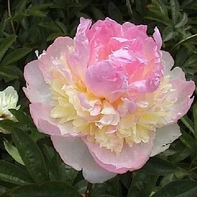Пион РАСБЕРРИ САНДЕЙ травянистый  Пион РАСБЕРРИ САНДЕЙ травянистый в Москве