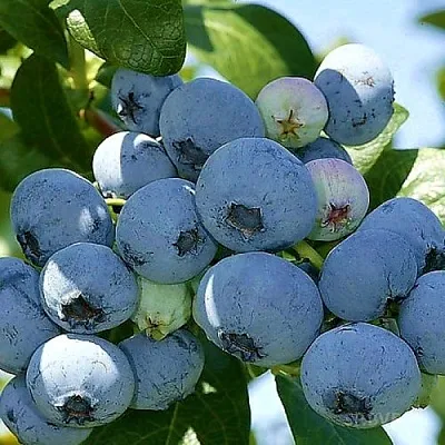 Голубика НУИ в Москве