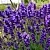 Лаванда ХИДКОТ БЛЮ узколистная в Москве