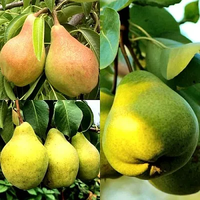 Комплект НАСТОЯЩИЙ ВОСТОРГ  Комплект НАСТОЯЩИЙ ВОСТОРГ в Москве