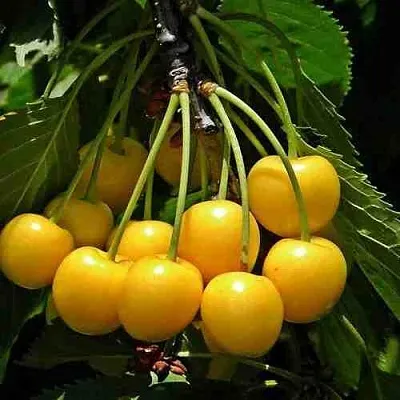 Черешня ЧЕРМАШНАЯ  Черешня ЧЕРМАШНАЯ в Москве