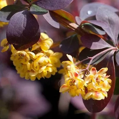 Барбарис  Барбарис в Москве