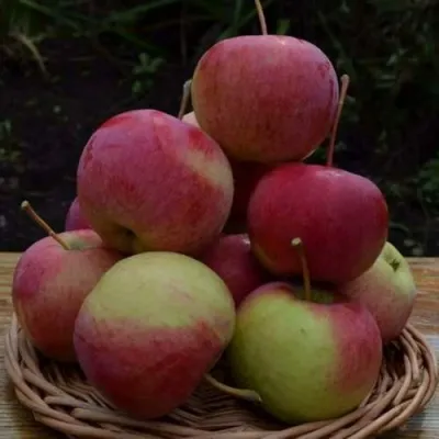 Яблоня РОДНИКОВАЯ — описание сорта Яблоня РОДНИКОВАЯ в Москве