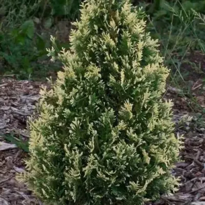 Туя БРАБАНТ ВАРИЕГАТТА западная в Москве