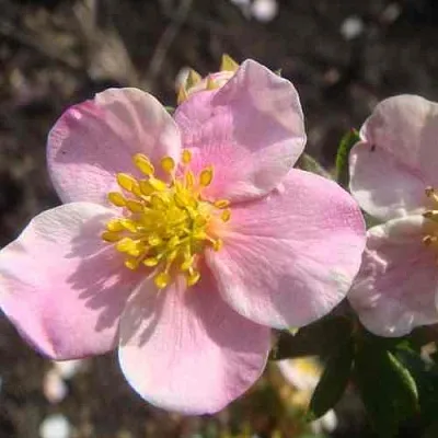 Лапчатка ПИНК КВИН кустарниковая  Лапчатка ПИНК КВИН кустарниковая в Москве