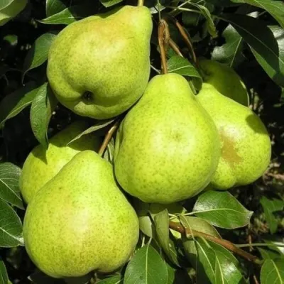 Груша АВГУСТОВСКАЯ РОСА в Москве