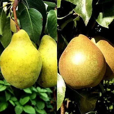 Комплект ДУЭТ  Комплект ДУЭТ в Москве