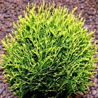 Туя ВОТЕРФИЛД западная — описание сорта Туя ВОТЕРФИЛД западная в Москве