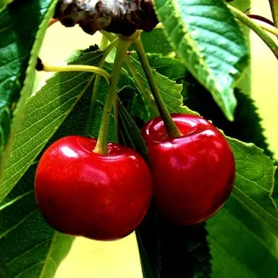 Вишня НИКА в Москве