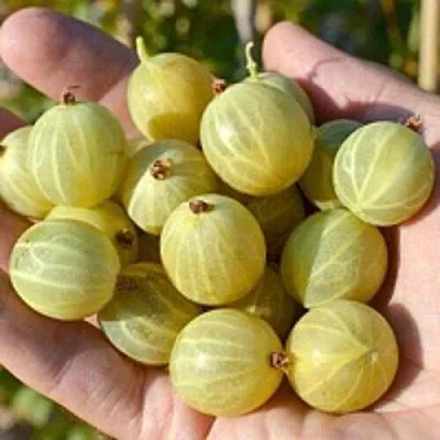 Крыжовник БЕРИЛЛ  Крыжовник БЕРИЛЛ в Москве