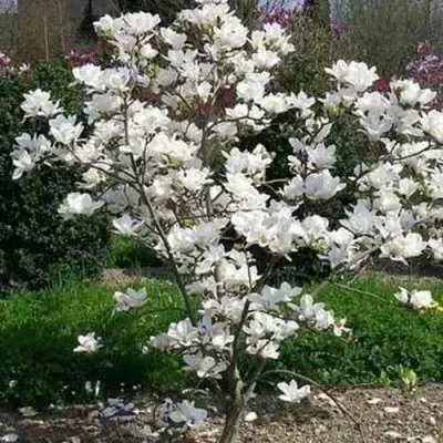 Магнолия АЛЬБА СУПЕРБА — описание сорта Магнолия АЛЬБА СУПЕРБА в Москве