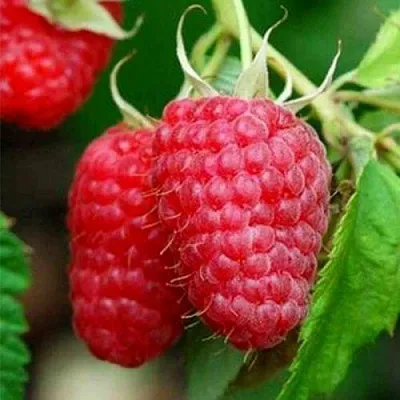 Саженцы малины Туламин Саженцы малины Туламин