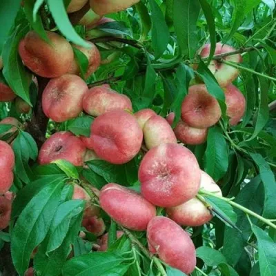 Нектарин КОНЦЕТТИНА в Москве