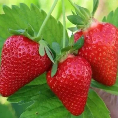 Клубника КЛОДИЯ — описание сорта Клубника КЛОДИЯ в Москве