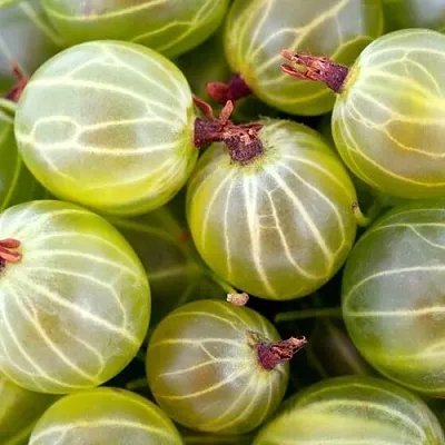 Крыжовник   Крыжовник  в Москве