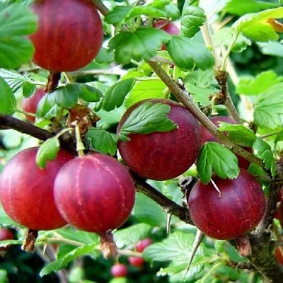 Крыжовник КОНСУЛ  Крыжовник КОНСУЛ в Москве