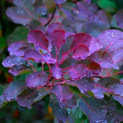 Скумпия ГРЕЙС  Скумпия ГРЕЙС в Москве