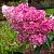 Гортензия МЕГА МИНДИ метельчатая в Москве