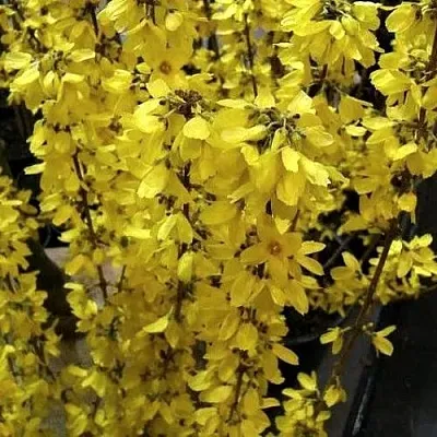 Форзиция ГОЛДРАУШ  Форзиция ГОЛДРАУШ в Москве