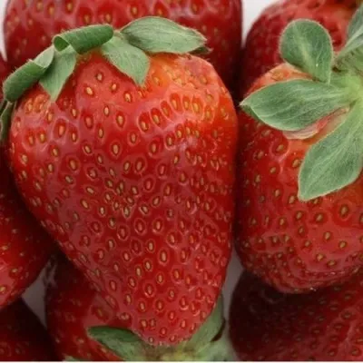 Клубника ФЛАМИНИЯ — описание сорта Клубника ФЛАМИНИЯ в Москве