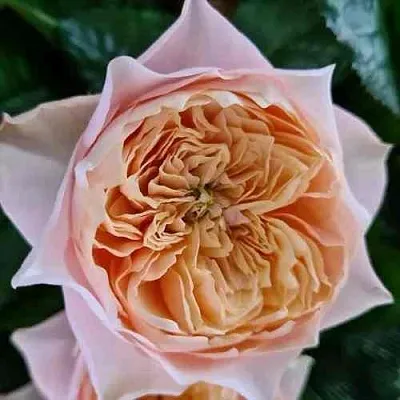 Саженцы роз ВУВУЗЕЛА РОМАНТИК чайно-гибридная  Саженцы роз ВУВУЗЕЛА РОМАНТИК чайно-гибридная в Москве