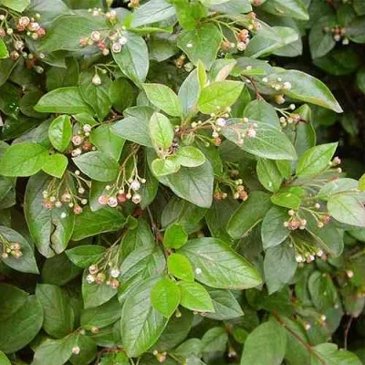 Кизильник блестящий — описание сорта Кизильник блестящий в Москве