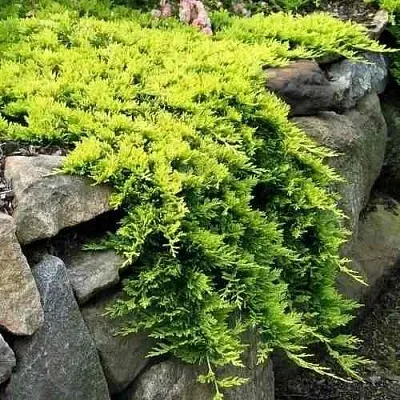 Можжевельник ГОЛДЕН КАРПЕТ горизонтальный  Можжевельник ГОЛДЕН КАРПЕТ горизонтальный в Москве