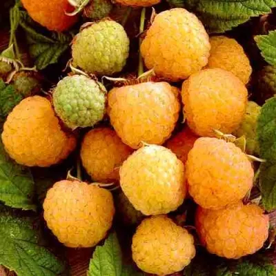 Малина ЗОЛОТЫЕ КУПОЛА — описание сорта Малина ЗОЛОТЫЕ КУПОЛА в Москве