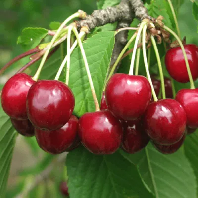 Черешня ГРОНКОВАЯ — описание сорта Черешня ГРОНКОВАЯ в Москве