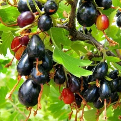 Смородина золотистая БОКАЛИНСКАЯ — описание сорта Смородина золотистая БОКАЛИНСКАЯ в Москве