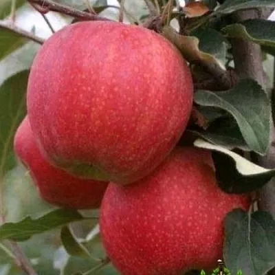 Яблоня ГАЛА ШНИГА — описание сорта Яблоня ГАЛА ШНИГА в Москве