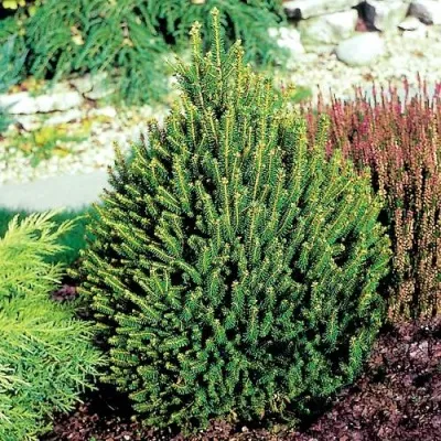 Ель КОМПАКТА обыкновенная — описание сорта Ель КОМПАКТА обыкновенная в Москве