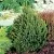 Ель КОМПАКТА обыкновенная — описание сорта Ель КОМПАКТА обыкновенная в Москве