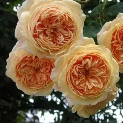 Саженцы роз КРАУН ПРИНЦЕССА МАРГАРЕТ английская — описание сорта Саженцы роз КРАУН ПРИНЦЕССА МАРГАРЕТ английская в Москве