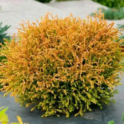 Туя ГОЛДЕН ТАФФЕТ западная — описание сорта Туя ГОЛДЕН ТАФФЕТ западная в Москве