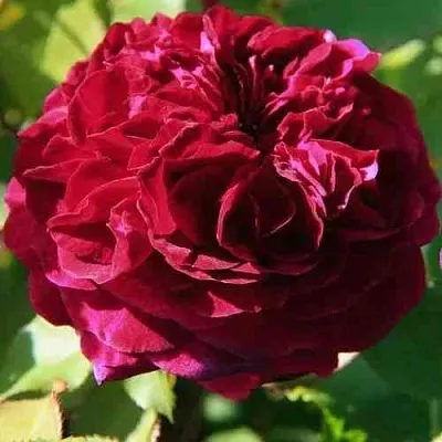 Саженцы роз ДИНО ДЕ ЛАУРЕНТИС шраб  Саженцы роз ДИНО ДЕ ЛАУРЕНТИС шраб в Москве