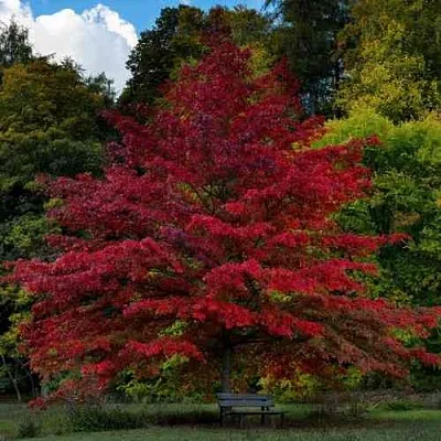 Дуб болотный  Дуб болотный в Москве