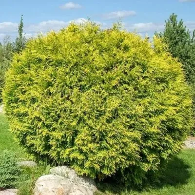 Туя ГОЛДЕН ГЛОБ западная — описание сорта Туя ГОЛДЕН ГЛОБ западная в Москве