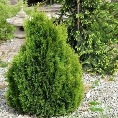 Туя МИКИ западная — описание сорта Туя МИКИ западная в Москве