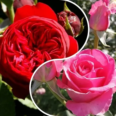 Комплект РОМАНТИЧЕСКИЙ БУКЕТ  Комплект РОМАНТИЧЕСКИЙ БУКЕТ в Москве