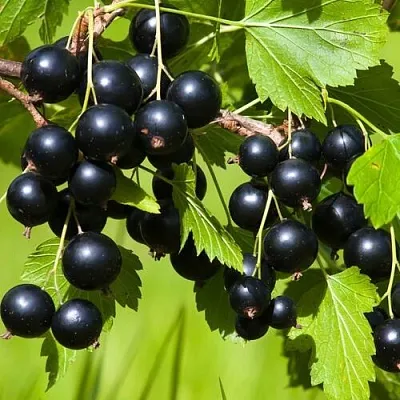 Смородина чёрная БЕЛОРУССКАЯ СЛАДКАЯ  Смородина чёрная БЕЛОРУССКАЯ СЛАДКАЯ в Москве