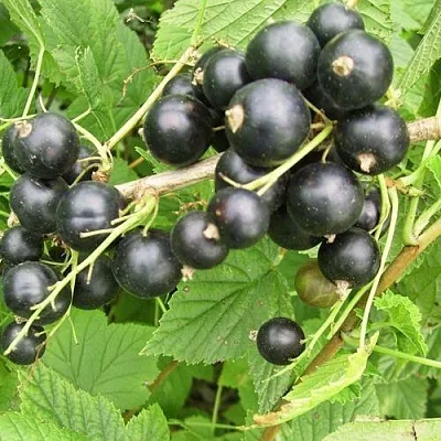 Смородина чёрная ЧЁРНЫЙ АИСТ  Смородина чёрная ЧЁРНЫЙ АИСТ в Москве